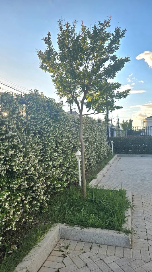 Kavaje, shitet Vile 3+1+Aneks+Ballkon Kati 1, 735 m² 310.000 € (Kavaje)