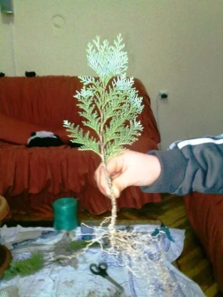 Prishtine, - Fidane dekorative 1 vjeqare