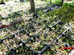 Prishtine, - Fidane dekorative 1 vjeqare