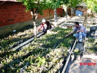 Prishtine, - Fidane dekorative 1 vjeqare