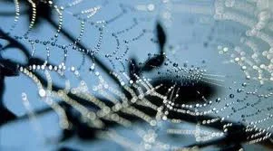 Faqe Interneti Profesionale