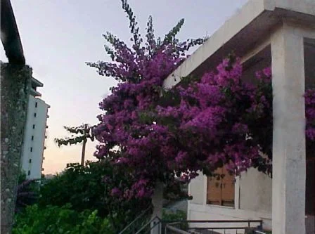 *Vlore, ofroj Vile ose dhoma te kendshme pushimi*