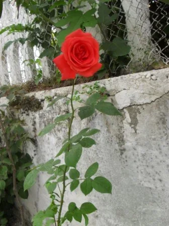 *Vlore, ofroj Vile ose dhoma te kendshme pushimi*