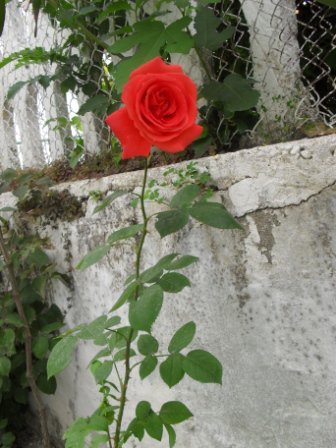 *Vlore, ofroj Vile ose dhoma te kendshme pushimi*