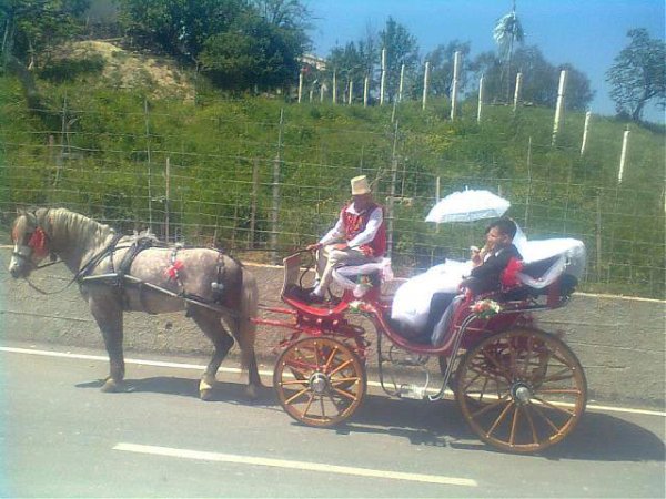 Tirane, - Ofroj sherbim shoqerimi nusesh me pajton