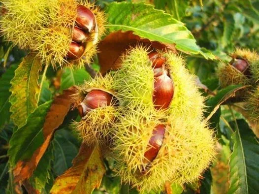 Tropoje, - GESHTENJA TROPOJE