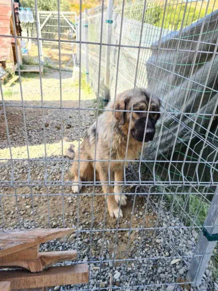 Tirane, - QEN SHARRI