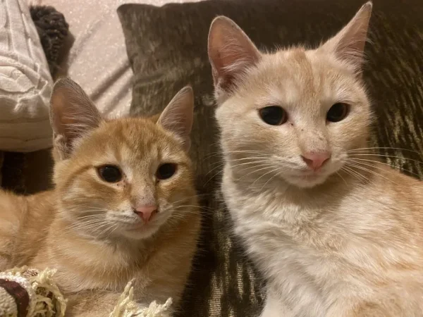 Tirane, jap falas Mace Rrace