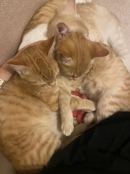 Tirane, jap falas Mace Rrace