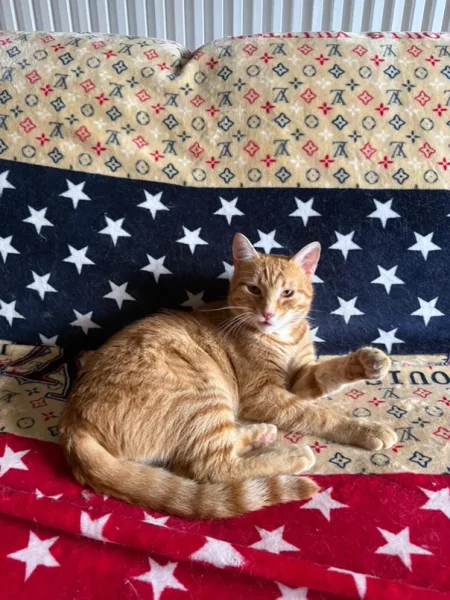 Tirane, jap falas Mace Rrace