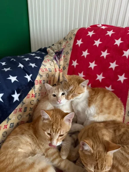 Tirane, jap falas Mace Rrace