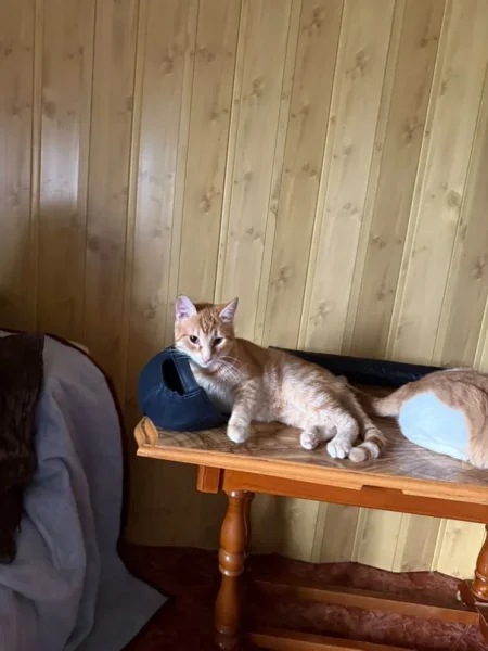 Tirane, jap falas Mace Rrace