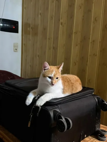 Tirane, jap falas Mace Rrace