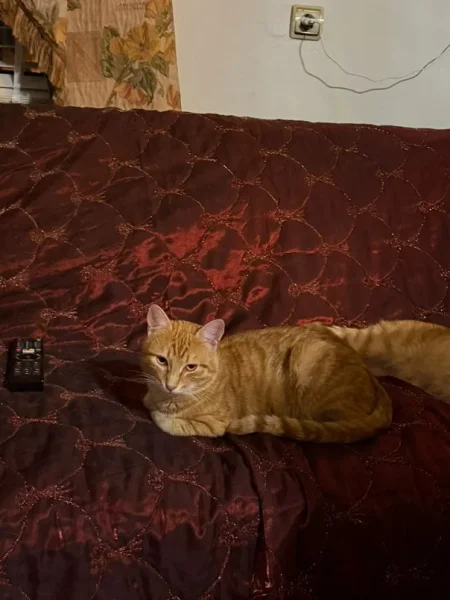 Tirane, jap falas Mace Rrace