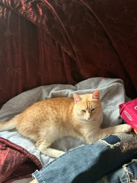 Tirane, jap falas Mace Rrace