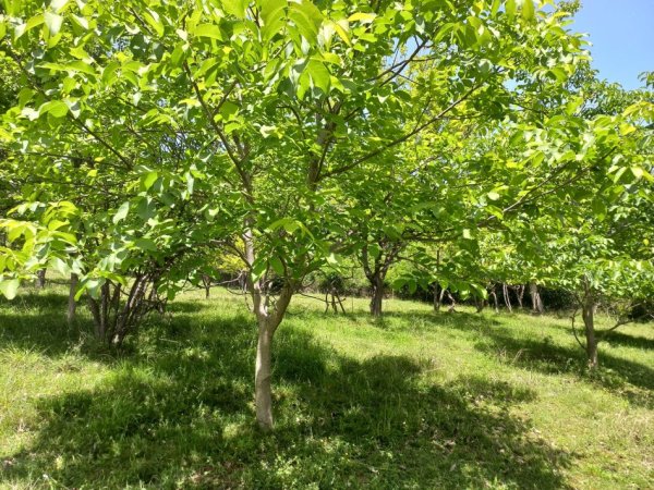 Tirane, shitet toke , 1.300 m² 79.000 € (ne Fshatin Daias perballe &quot;Nano resort&quot; Tirane.)