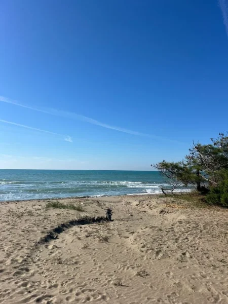 Spille, shitet toke , 4.200 m² (Spille)