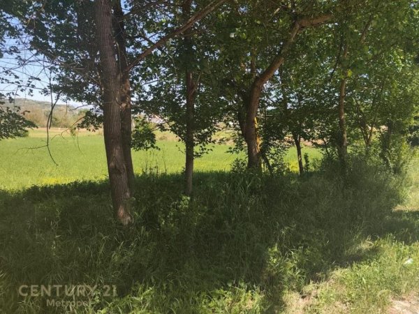 Tirane, shitet toke , 2.500 m² 300.000 € (Peze Helmes Tirana)