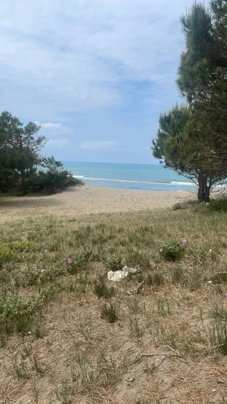 Shitet toke me bregdetim e Spillese, Kavaje