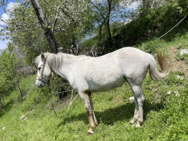 Librazhd, shes Kalë 800 €