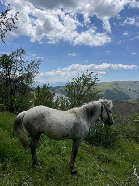 Librazhd, shes Kalë 800 €