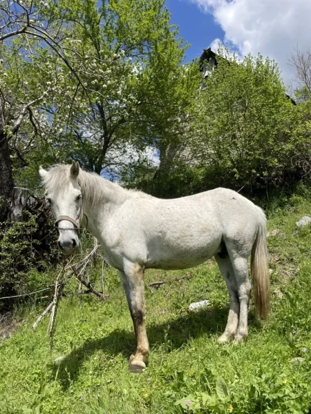 Librazhd, shes Kalë 800 €