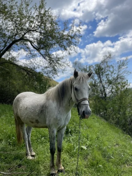 Librazhd, shes Kalë 800 €