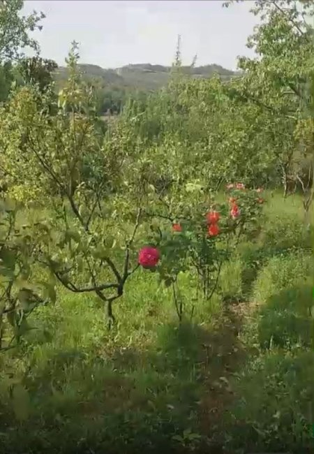 Tirane, shitet toke bujqesore , 2.000 m² (Ibe)