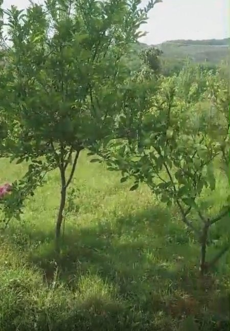 Tirane, shitet toke bujqesore , 2.000 m² (Ibe)
