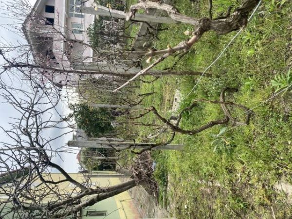 Tirane, shitet shtepi 2 Katshe Kati 2, 1.000 m² 165.000 Euro (Rruga Kastriotet)