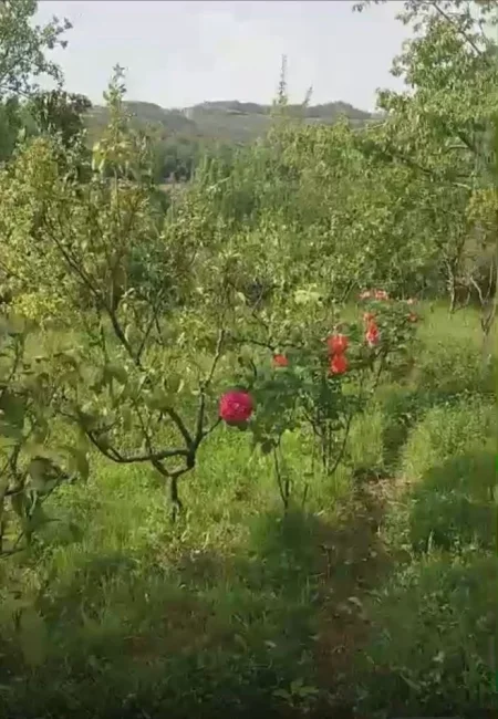 Tirane, shitet toke bujqesore , 1.400 m² (Ibe)