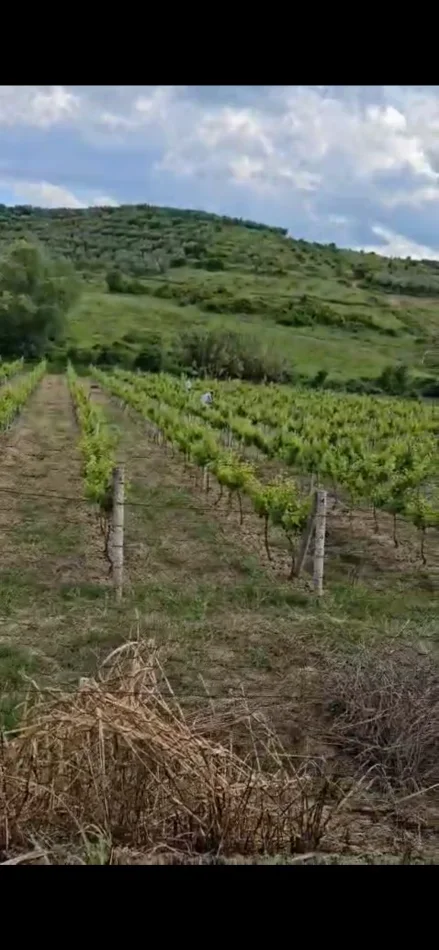 Elbasan, shitet toke , 7.000 m² (Cerrik)