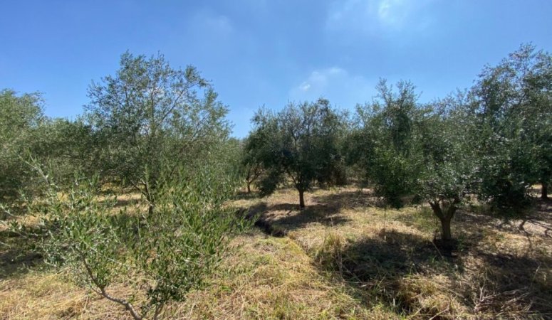 Kavaje, shitet toke , 7.100 m² 67.000 € (Kryeluzaj,Kavaje)