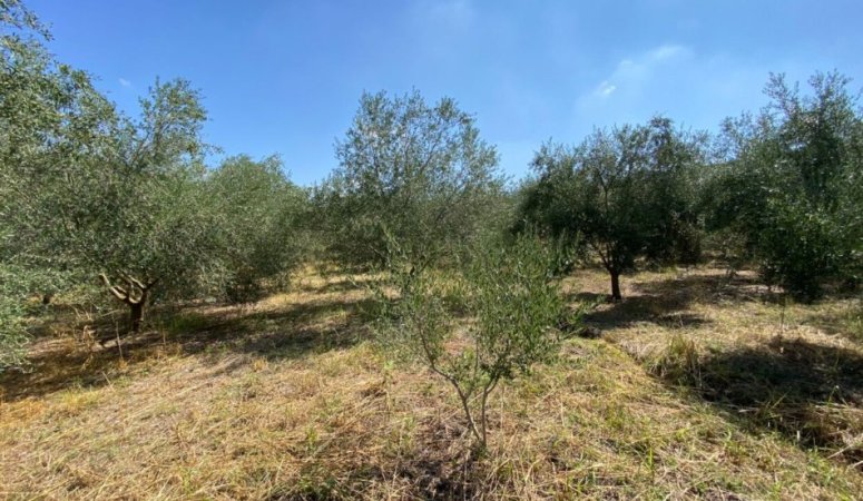 Kavaje, shitet toke , 7.100 m² 67.000 € (Kryeluzaj,Kavaje)
