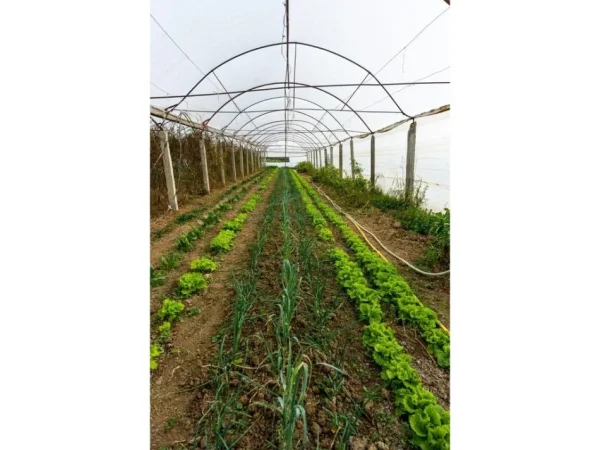 Durres, shitet ambjent biznesi , 9.480 m² 280.000 € (Sallmone Durres)