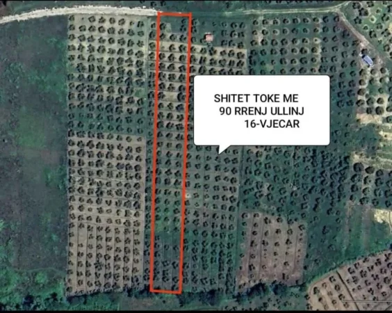 Durres, shes toke , 3.500 m² 59.500 € (Shitet toke 3500m2 me 90 rrenj ullinj okazion)