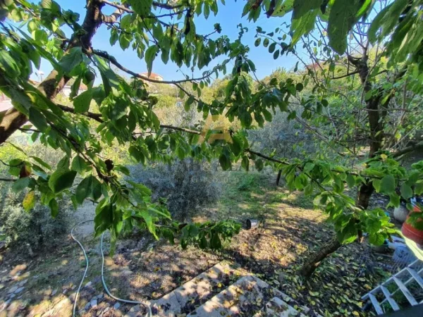 Tirane, shitet Vile 3 Katshe , 400 m² 350.000 € (Peze e Vogel)