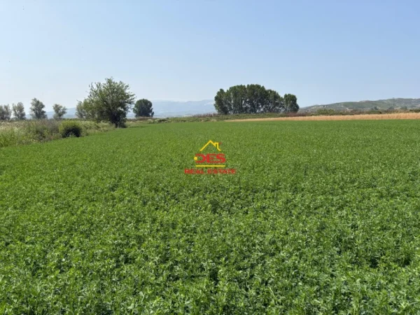 Vlore, shitet toke , 8.400 m² 120.000 € (Çeprat)