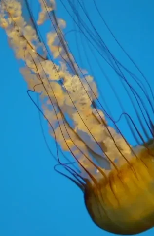 Dhermi - Palase, shitet truall ne bregdet , 4.030 m² (Dhermi)