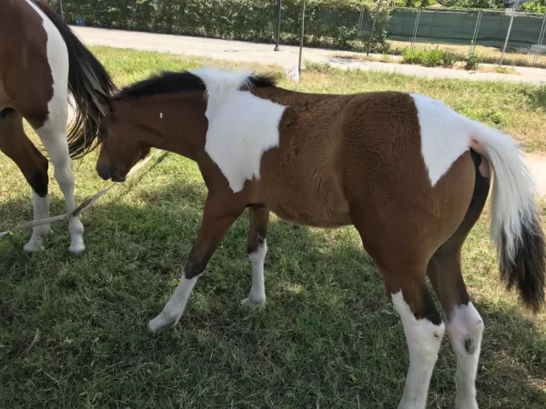Tirane, shes Mëz femër me lara të bardha dhe kuqëremta, rracë angleze 5 €