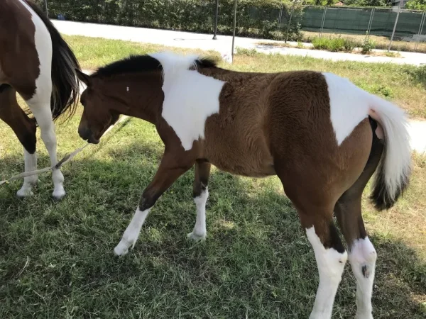Tirane, shes Mëz femër me lara të bardha dhe kuqëremta, rracë angleze 5 €