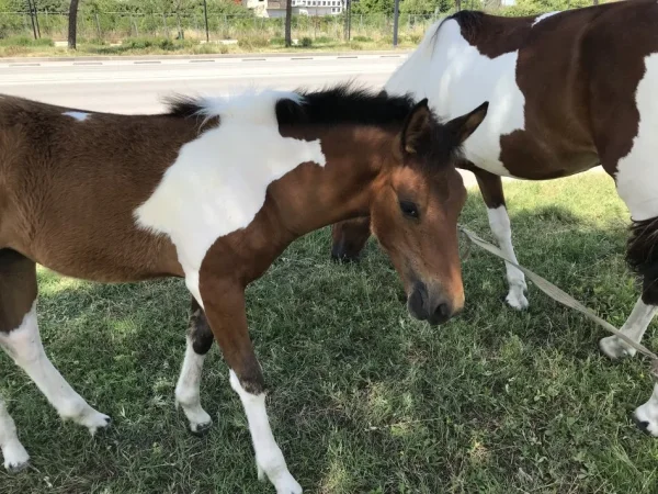 Tirane, shes Mëz femër me lara të bardha dhe kuqëremta, rracë angleze 5 €