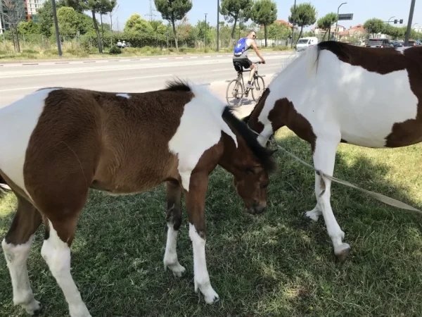 Tirane, shes Mëz femër me lara të bardha dhe kuqëremta, rracë angleze 5 €