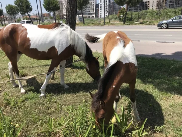 Tirane, shes Mëz femër me lara të bardha dhe kuqëremta, rracë angleze 5 €