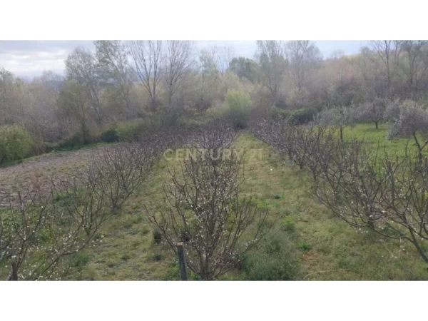 Tirane, shes Vile 3+1+Ballkon Kati 0, 129 m² 74.000 € (rrethin e shijakut)