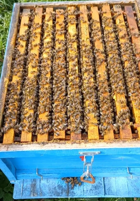 Lushnje, shes SHITEN KOSHERE ME BLETE 160€