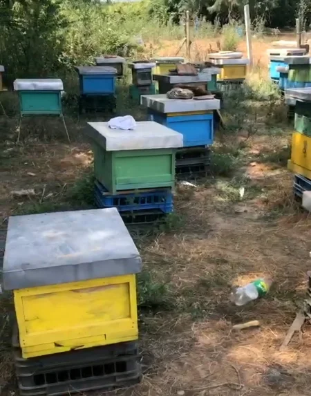 Lushnje, shes SHITEN KOSHERE ME BLETE 160€