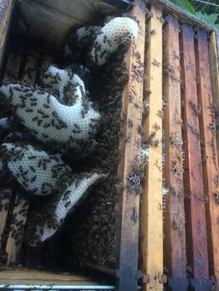 Lushnje, shes SHITEN KOSHERE ME BLETE 160€