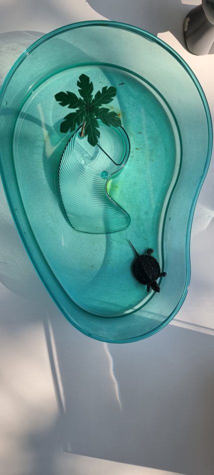 Tirane, shes SHITET BRESHKE UJI BASHKE ME AKUARJUM 25 €