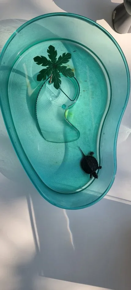 Tirane, shes SHITET BRESHKE UJI BASHKE ME AKUARJUM 25 €